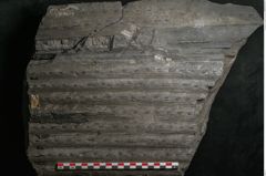 Foto (Detailansicht) von Sigillaria remiformis Brongniart (NHMW-GEO-2024-0188-11231)